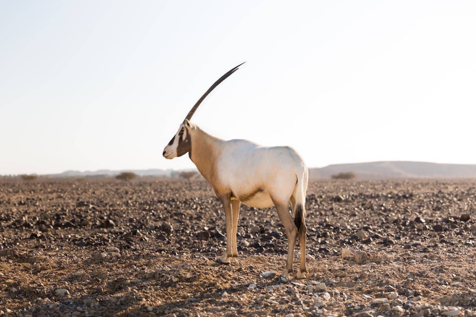 An oryx in the Arava, Israel