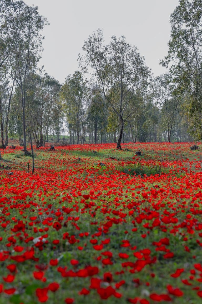 Anemone field, Israel