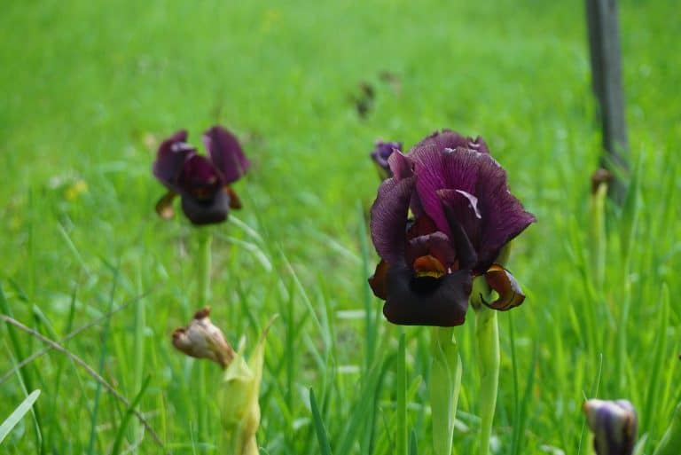 Iris Atropurpurea, Netanya, Israel