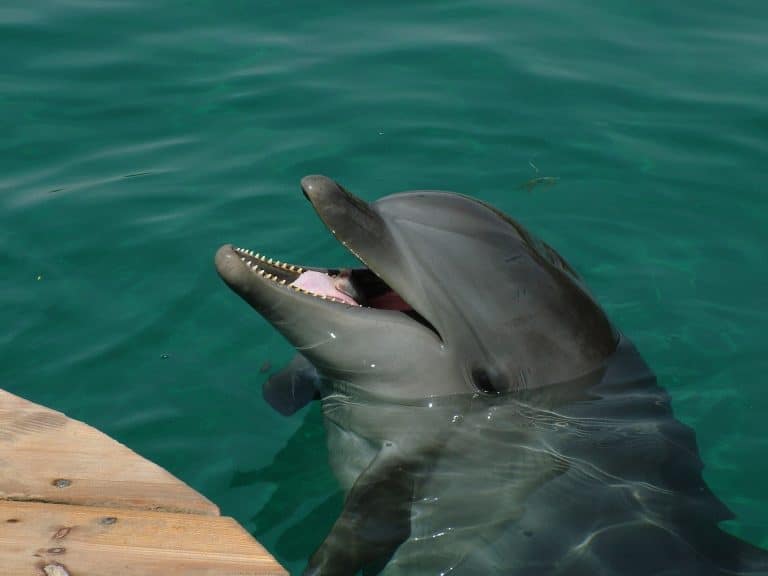A dolphin in Eilat