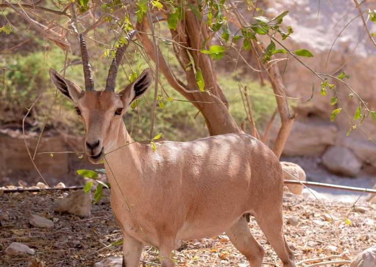 Nubian Ibex, Southern Israel
