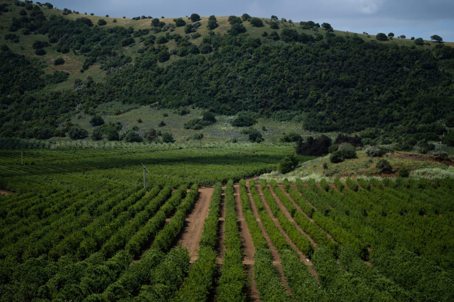 Golan Heights vineyards, Northern Israel