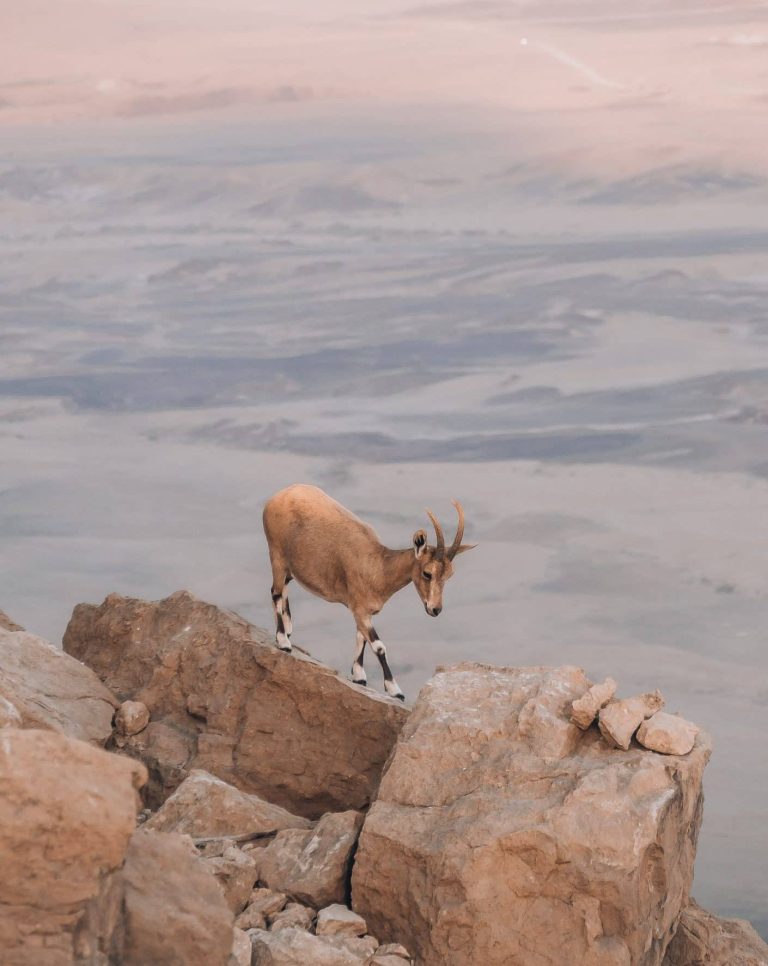 Ibex in the Ramon crater