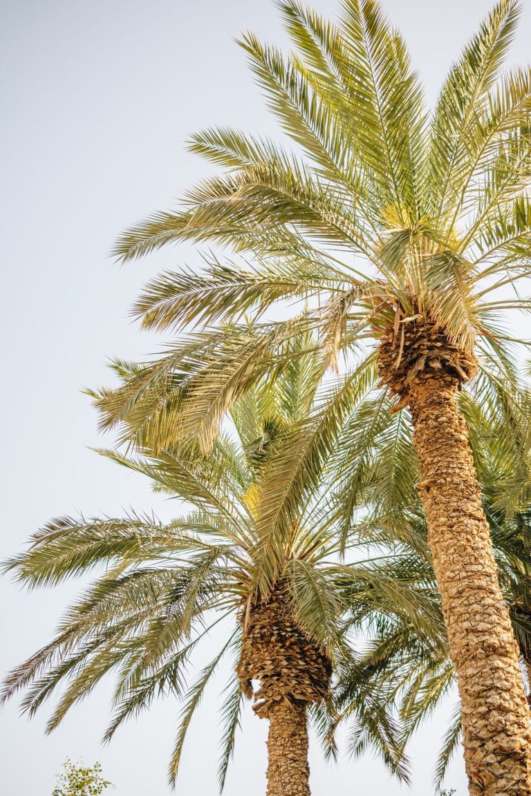 Palm trees in Israel
