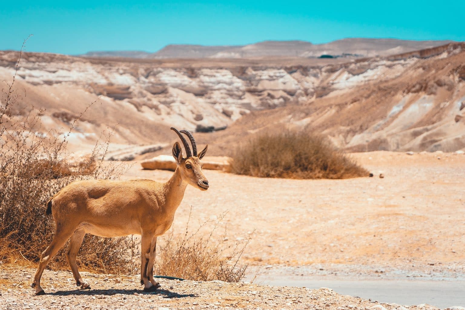 An Ibex in the Israeli desert