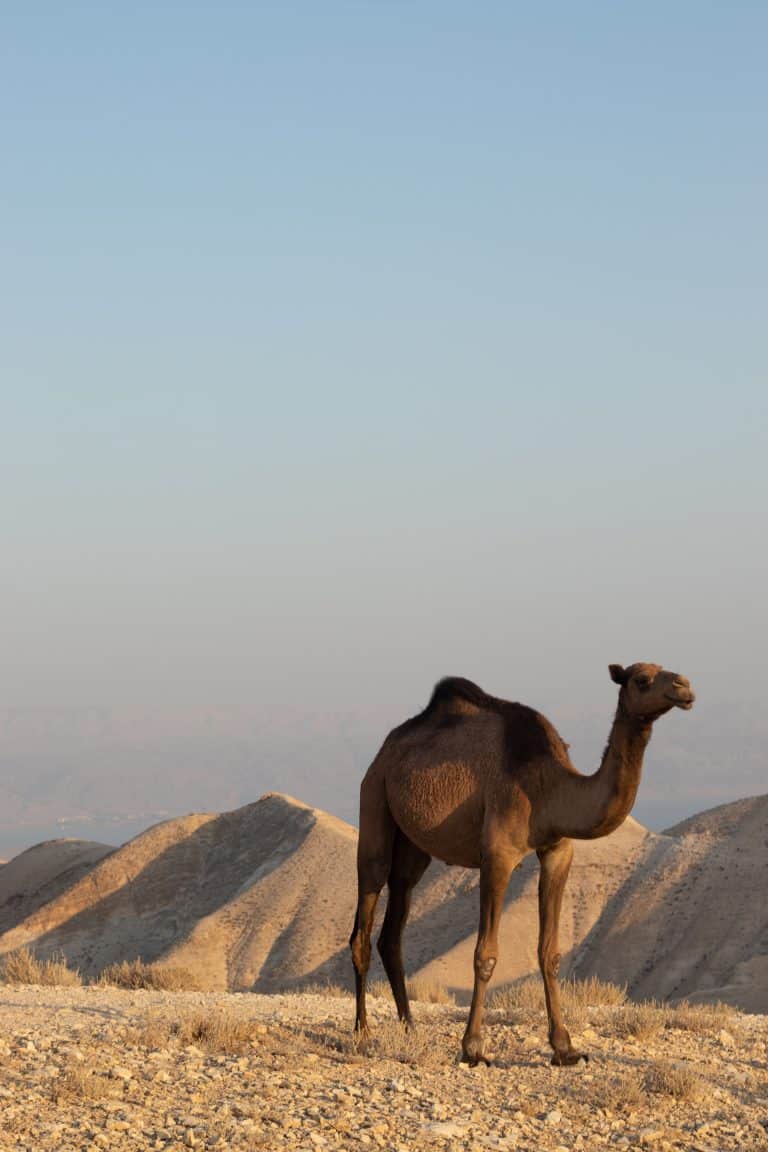 A camel in the Negev, Israel