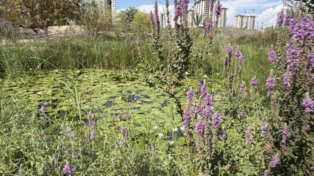 The lilies pond - Ein Afek