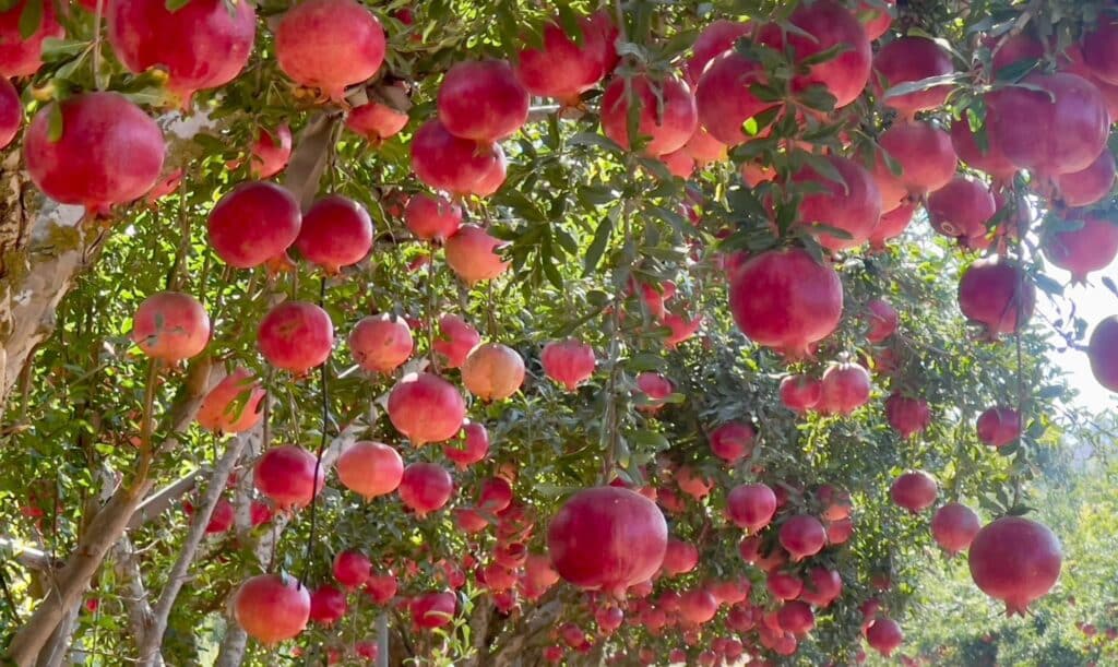 October, Israel