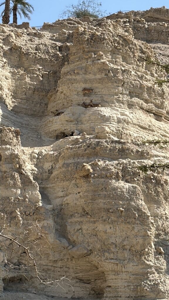 Ibex in Nahal David