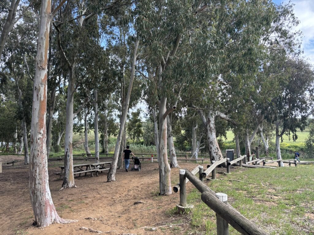 The Eucalyptus trees along the route