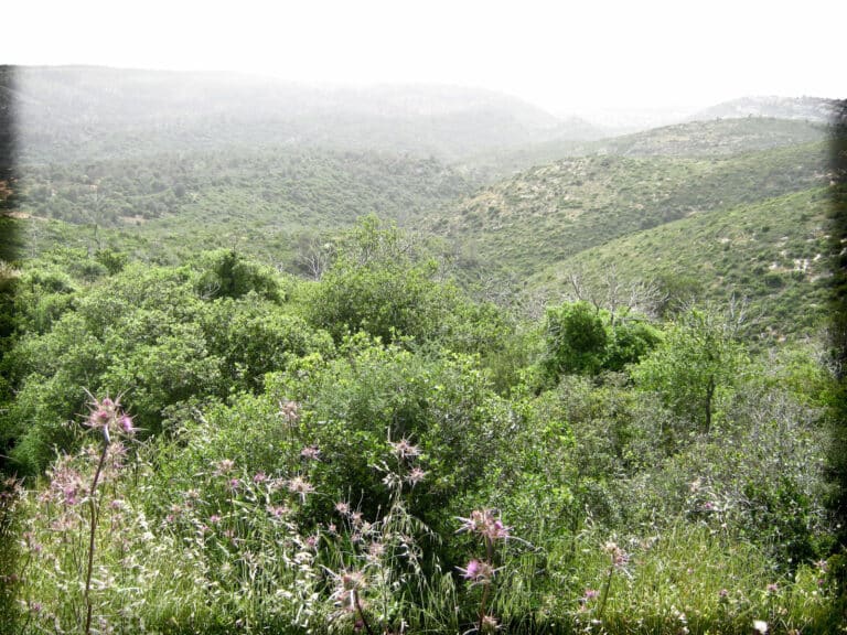 Lehava Activity, 2012 – Via the PikiWiki Website