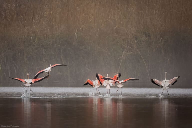 Flamingos, Hula Valley.