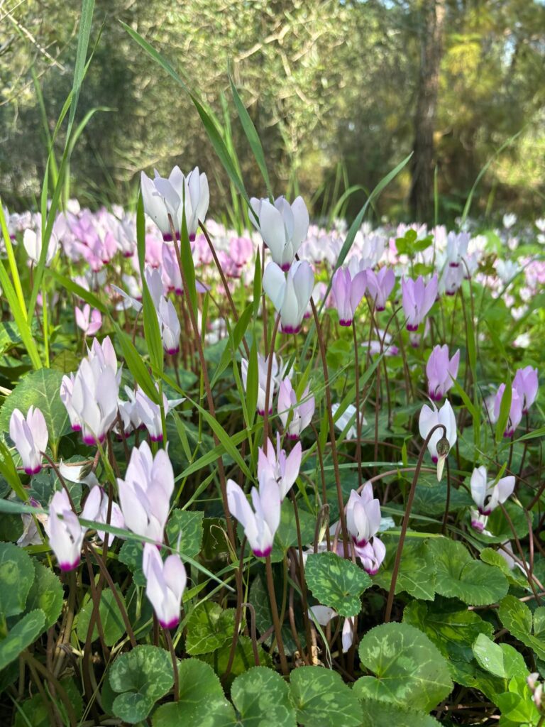 Cyclamen in Israel